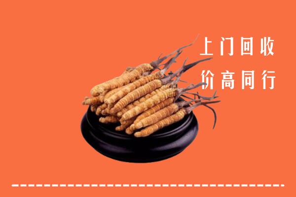 洛阳回收散虫草
